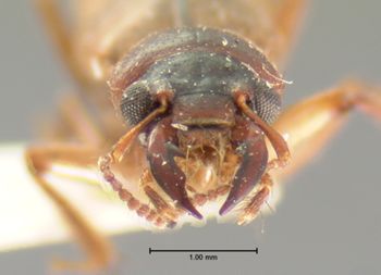 Media type: image;   Entomology 6523 Aspect: head frontal view